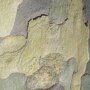 Platanus hispanica